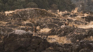 Во имя короля: История осады подземелья